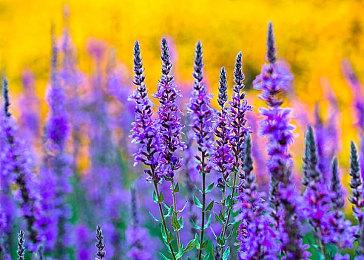 修仙版《文明》？4X修仙游戏《宗门志》现已开启免费试玩